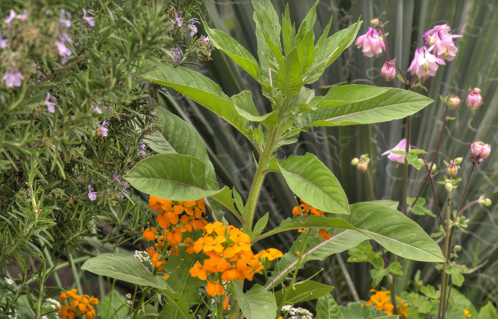 Eine Ecke im Garten