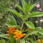 Eine Ecke im Garten