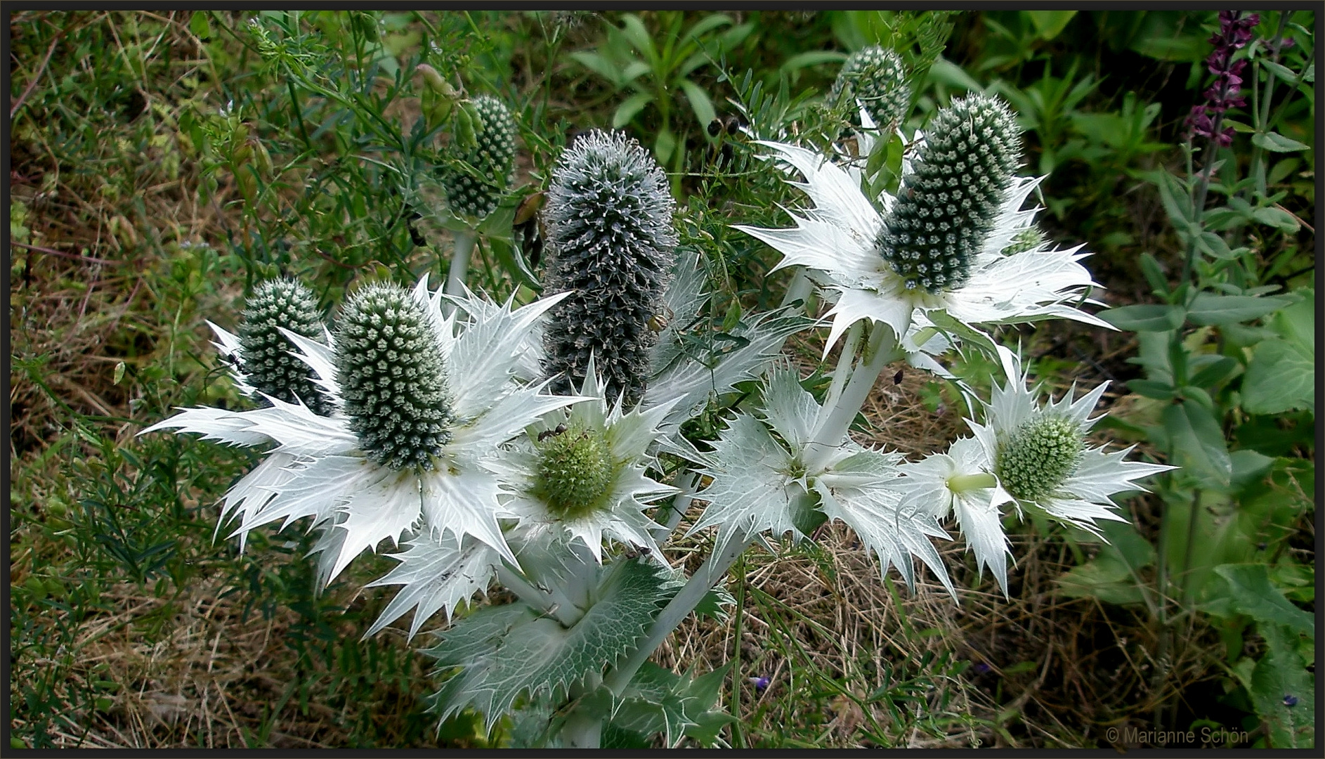 Eine Edeldistel aus meiner Blumenkiste...