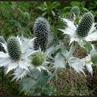 Eine Edeldistel aus meiner Blumenkiste...