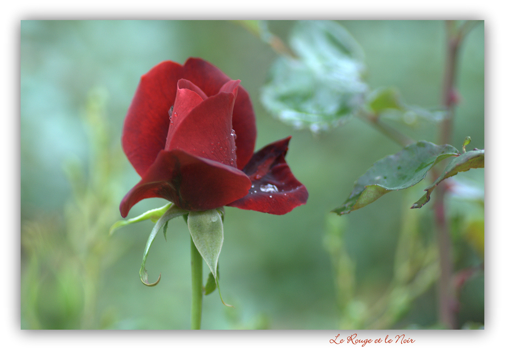 Eine Edelrose vom Züchter Delbard