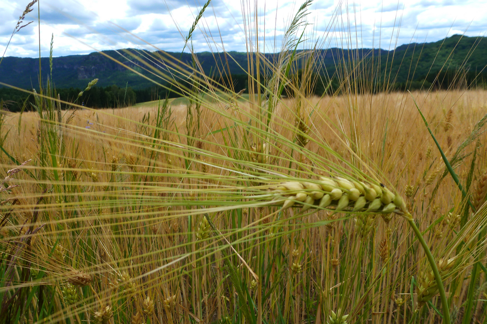 Eine Ehre im Wind 