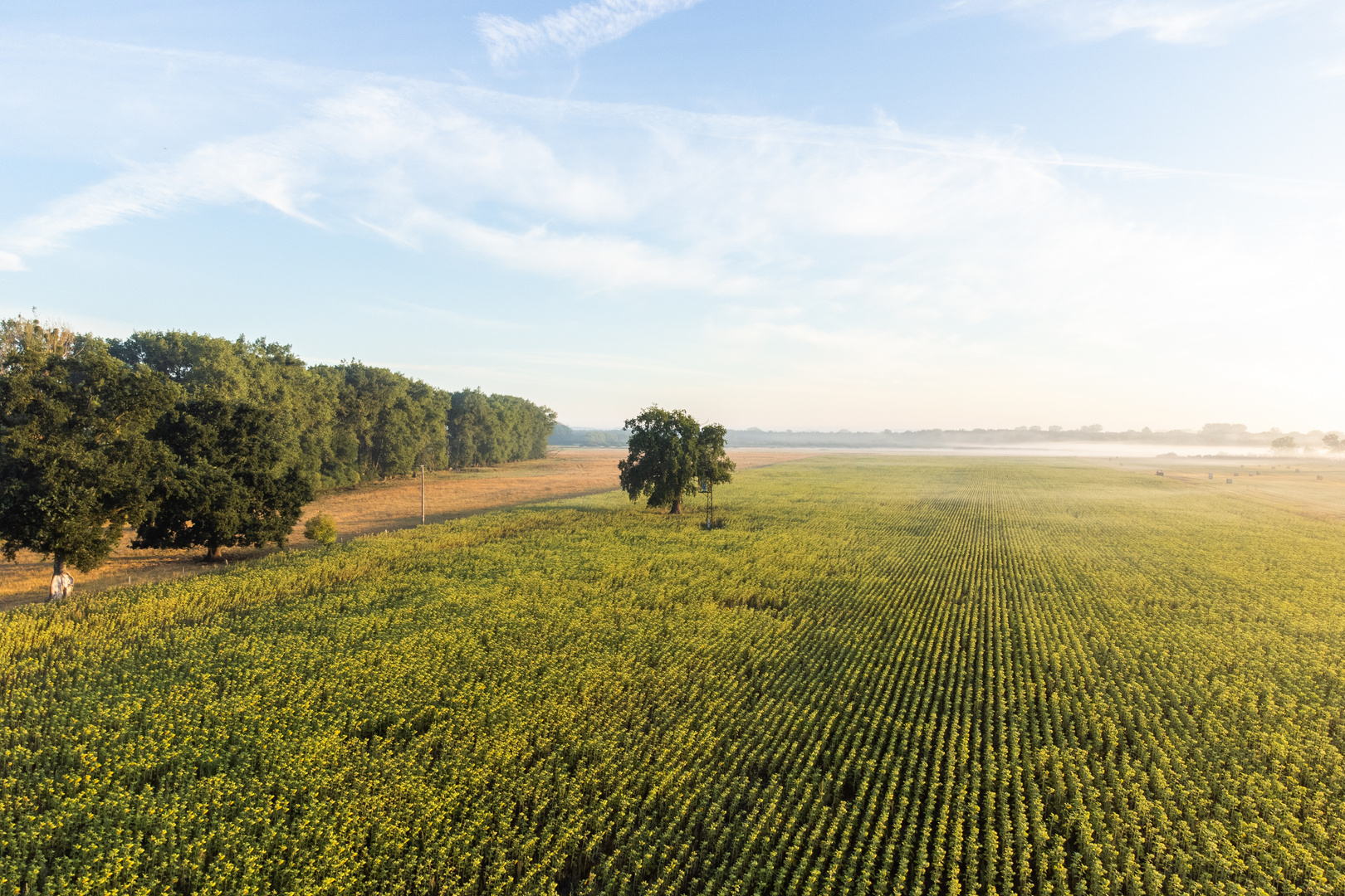 Eine Eiche im Feld