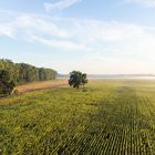 Eine Eiche im Feld