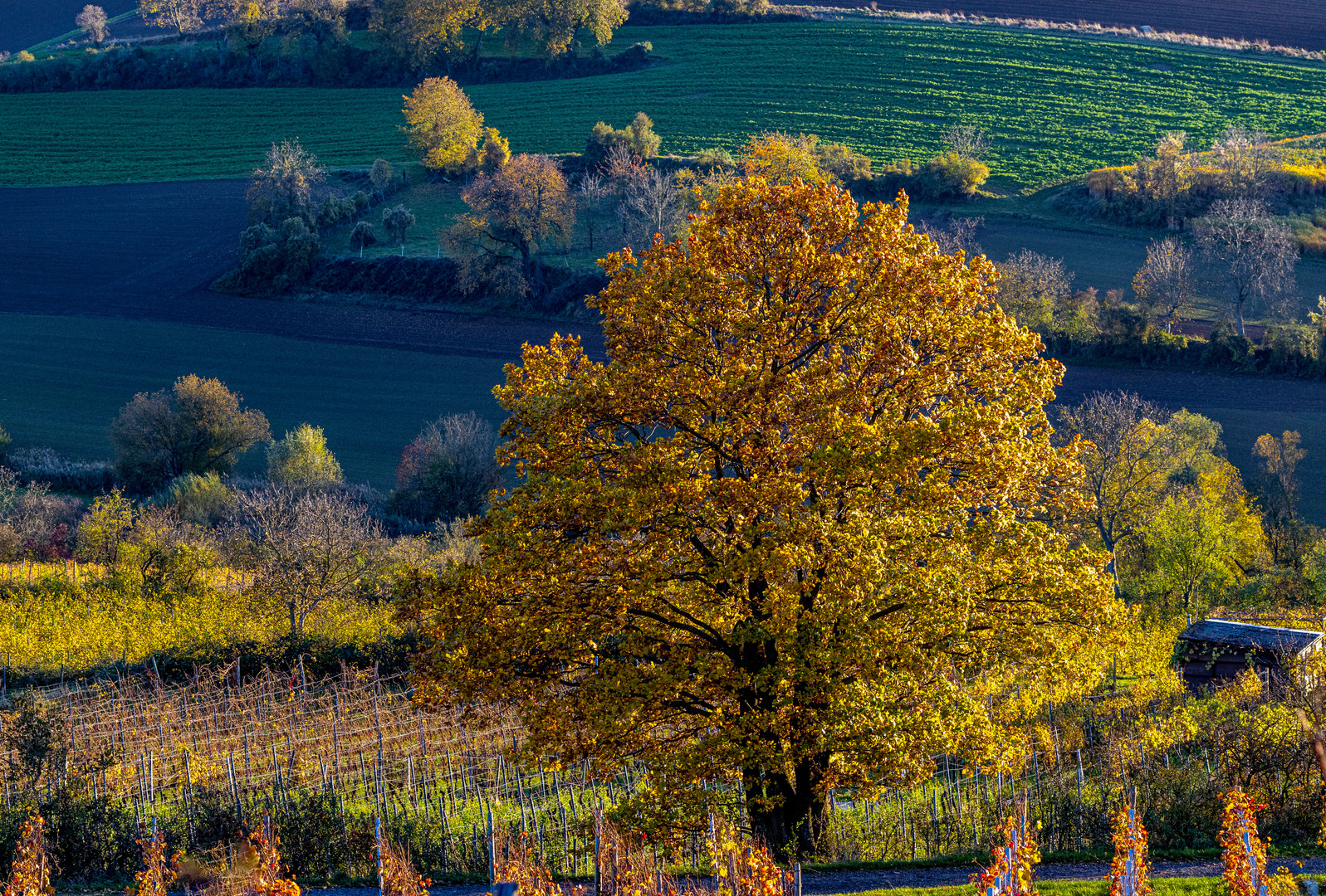 Eine Eiche im Weinberg