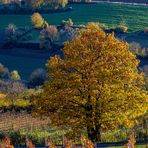 Eine Eiche im Weinberg