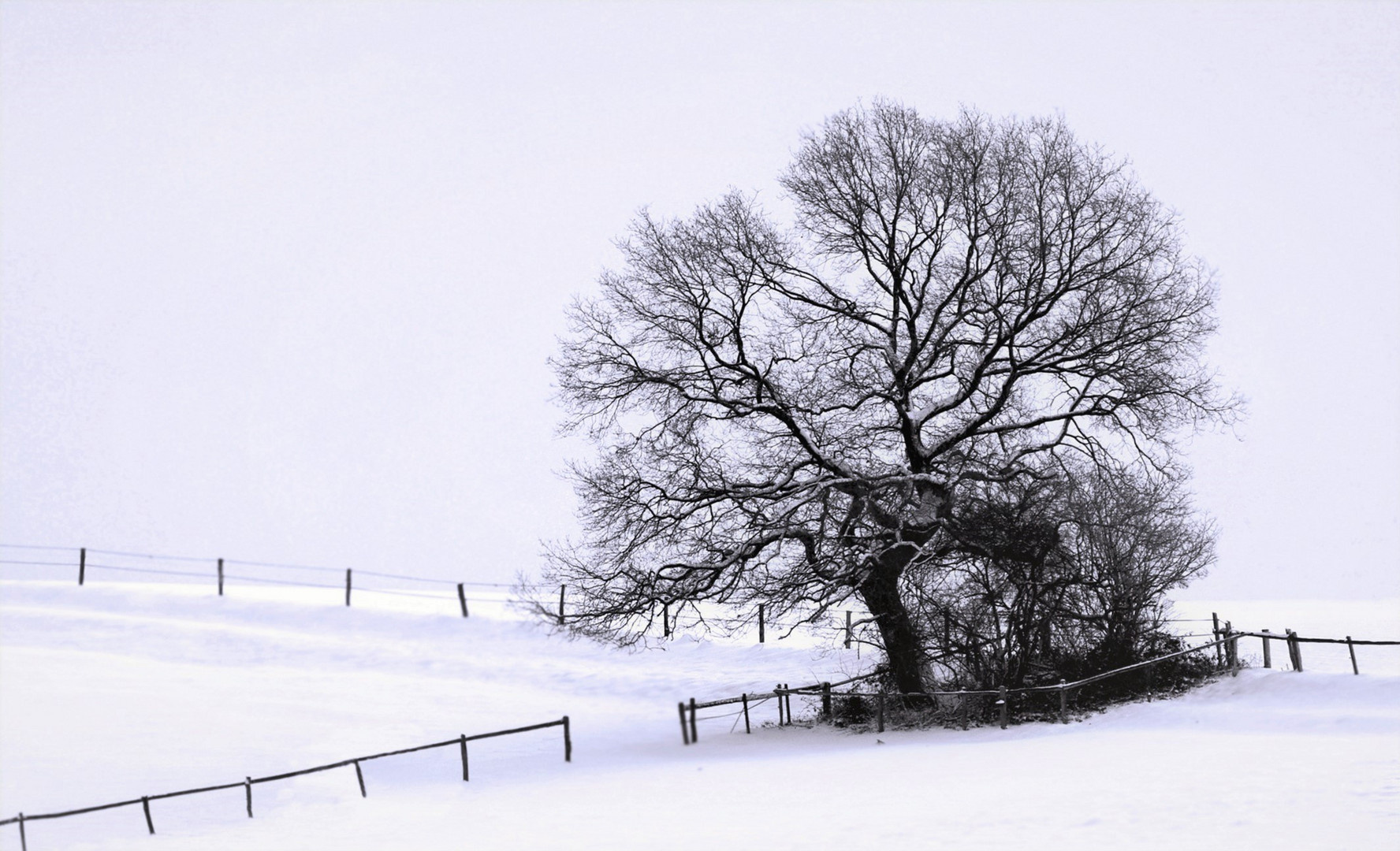 Eine Eiche im Winter...