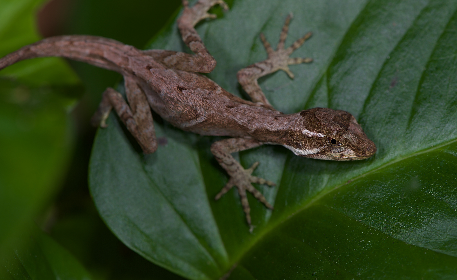 Eine Eidechse aus dem Nebelwald von Panama