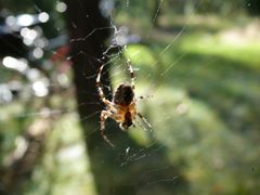 eine eigene seidene Welt