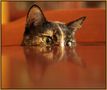 Eine eigensinnige Katze by Friedrich Walzer