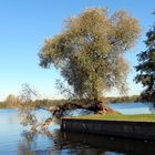 Eine eigensinnige Weide an der Havel