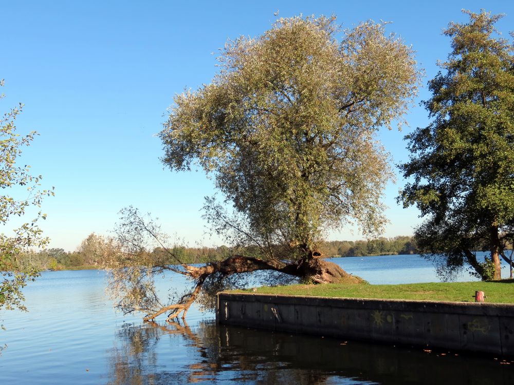 Eine eigensinnige Weide an der Havel