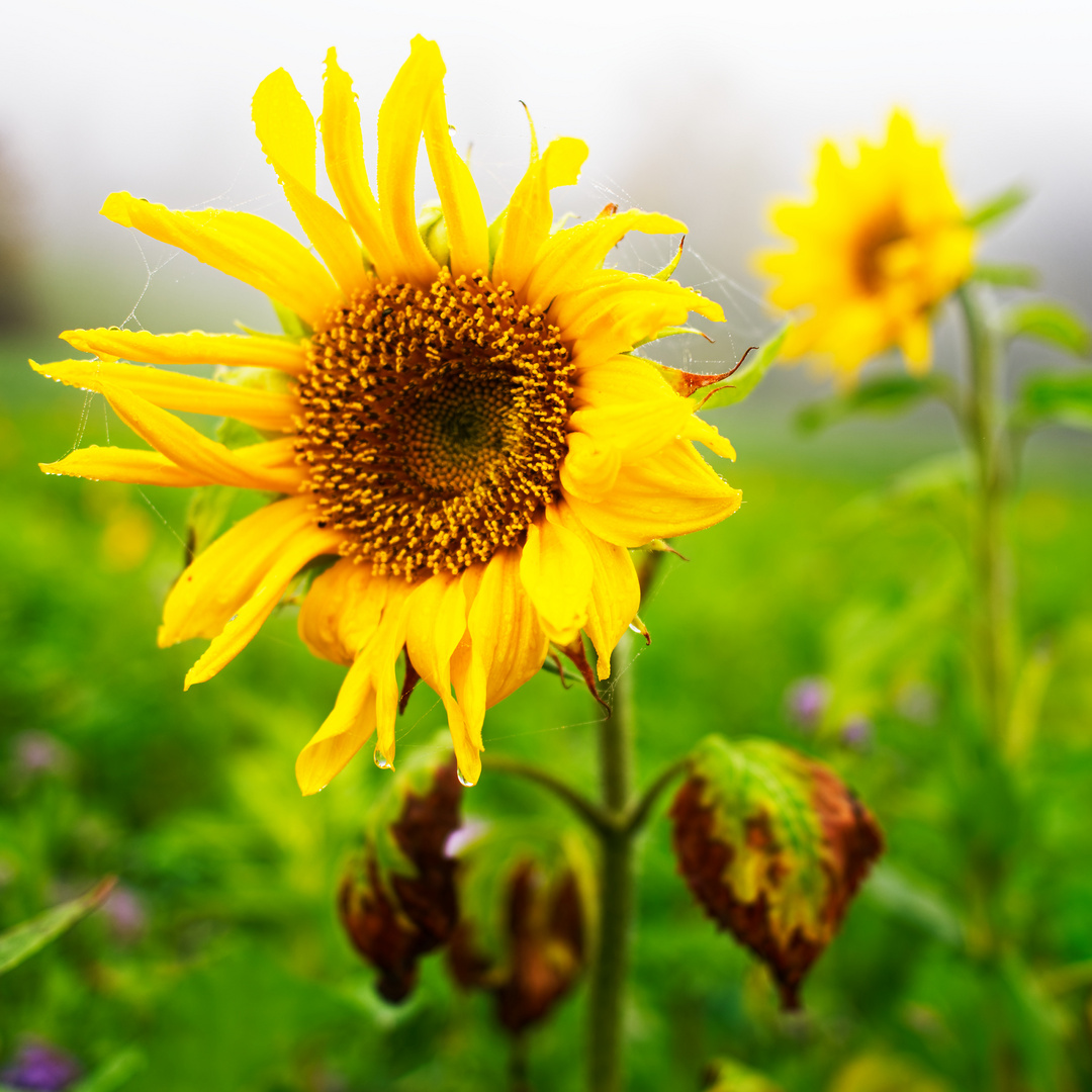 Eine ein bisschen zerzauste Sonnenblume im Feld