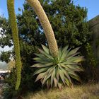 Eine eindrucksvolle Blütenpflanze; Die Drachenbaum - Agave