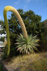 Eine eindrucksvolle Blütenpflanze; Die Drachenbaum - Agave