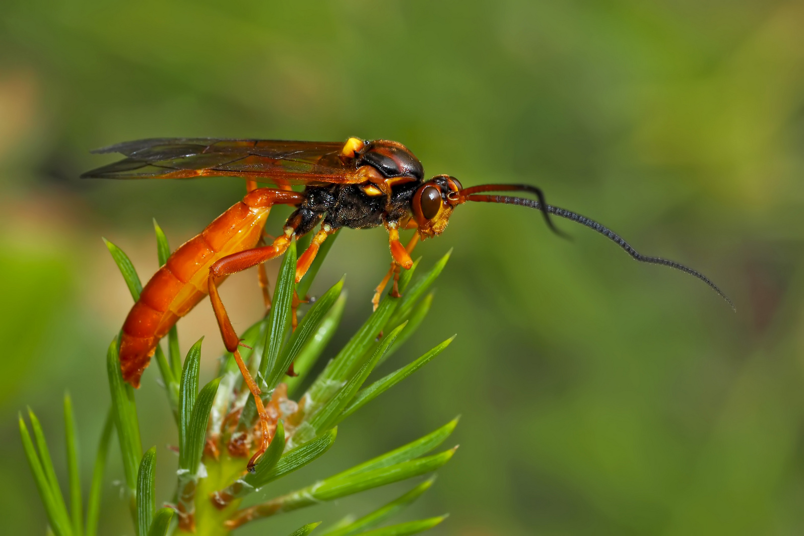 Eine eindrucksvolle Schlupfwespe!  - Une "Mouche Ichneumon"...