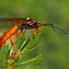 Eine eindrucksvolle Schlupfwespe!  - Une "Mouche Ichneumon"...