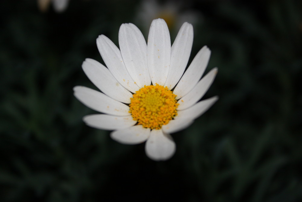 Eine einfache Blüte mit Blütenstaub bei Nacht