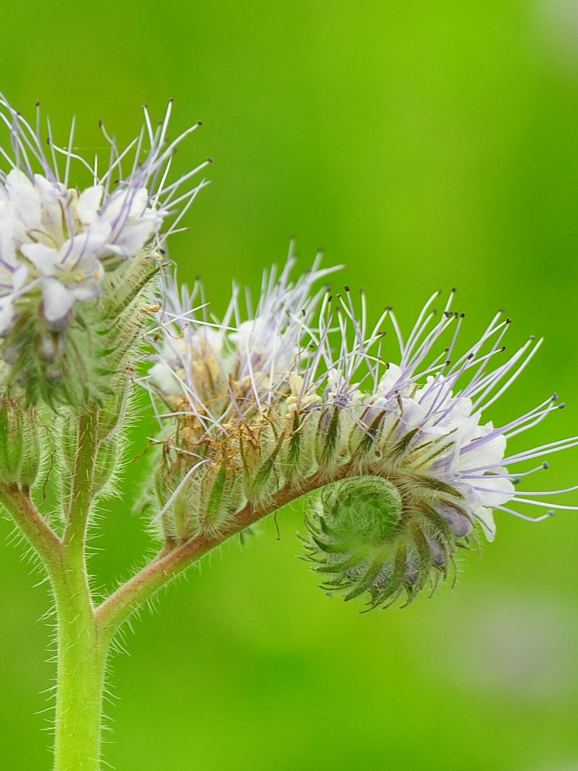 eine einfache Blüte Phacelia