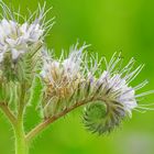 eine einfache Blüte Phacelia