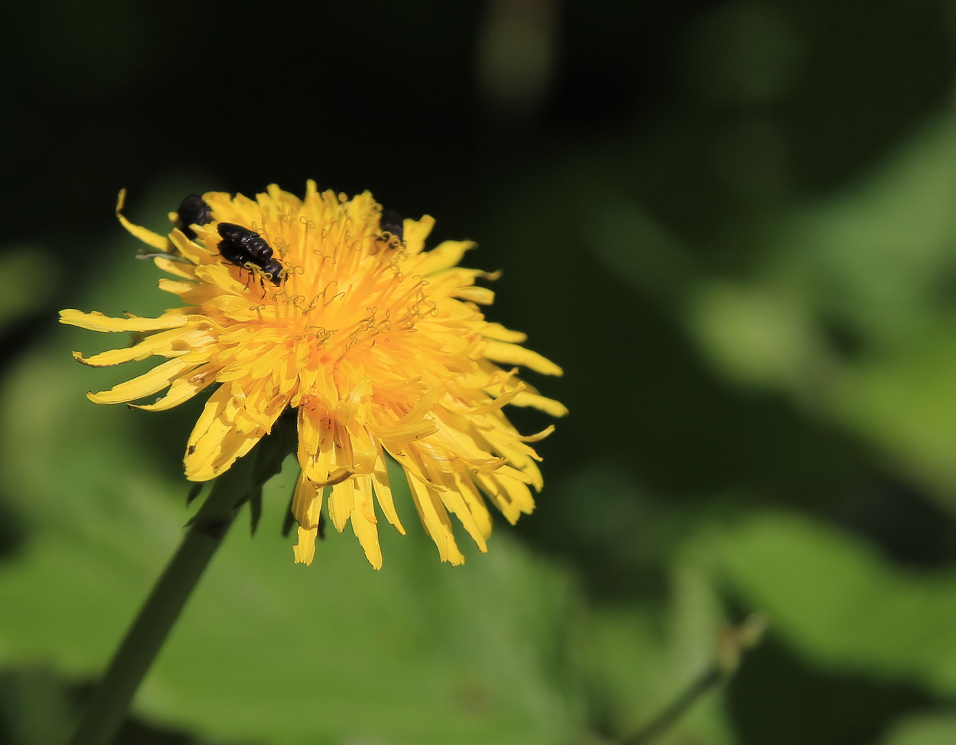 eine einfache blume.... Foto & Bild | natur, pflanzen, jahreszeiten