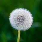 Eine einfache Pusteblume