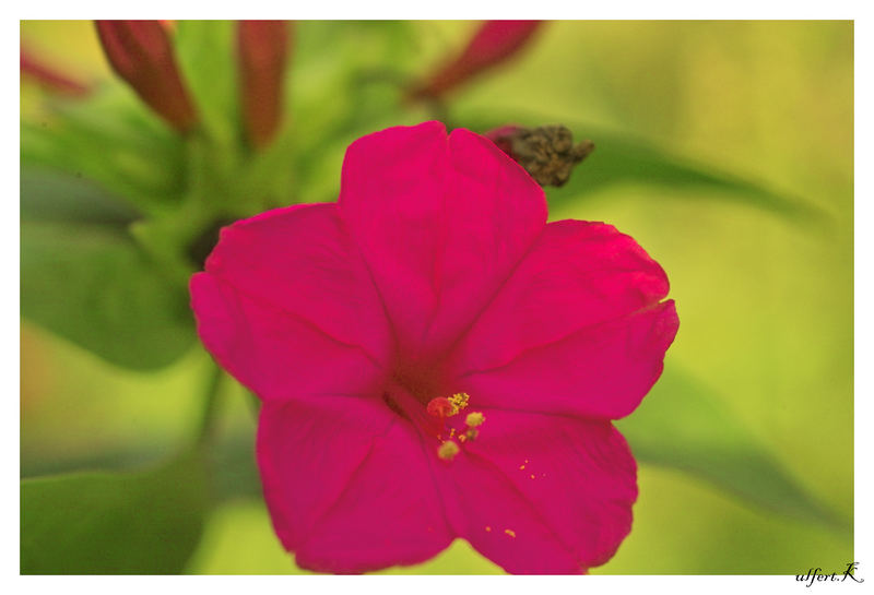 Eine einjährige Pflanze mit roten trompetenförmigen Blüten.