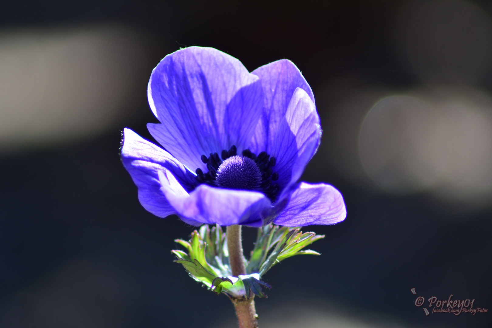 Eine einsame Anemone