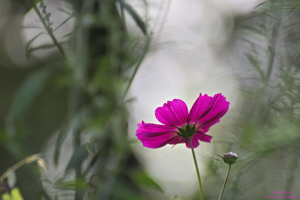 Eine einsame Anemone