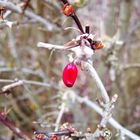 Eine einsame Beere aus dem letzten Winter