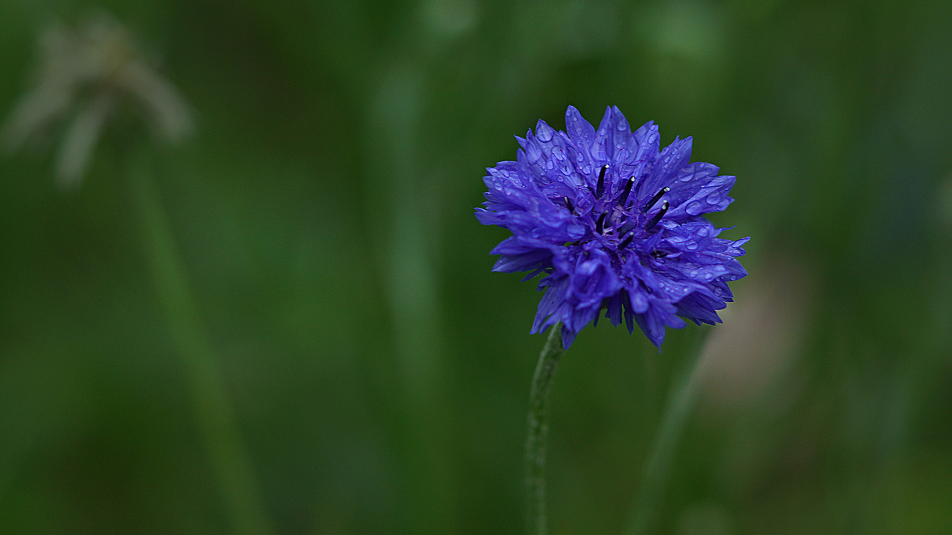 eine einsame Blüte ...