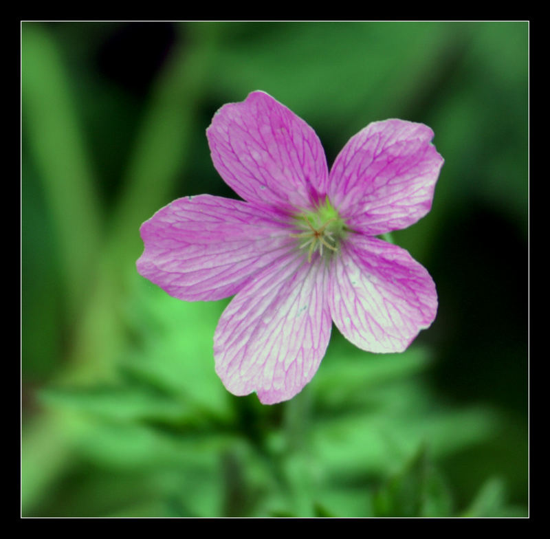 Eine einsame Blüte...