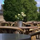 Eine einsame Blume am Burgplatz in Essen