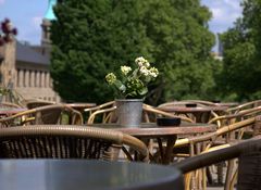 Eine einsame Blume am Burgplatz in Essen