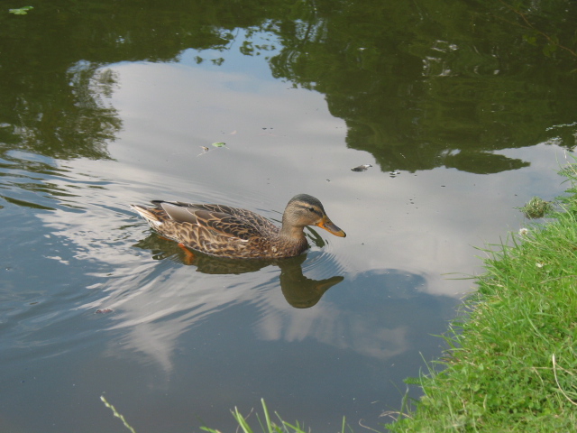 Eine einsame Ente