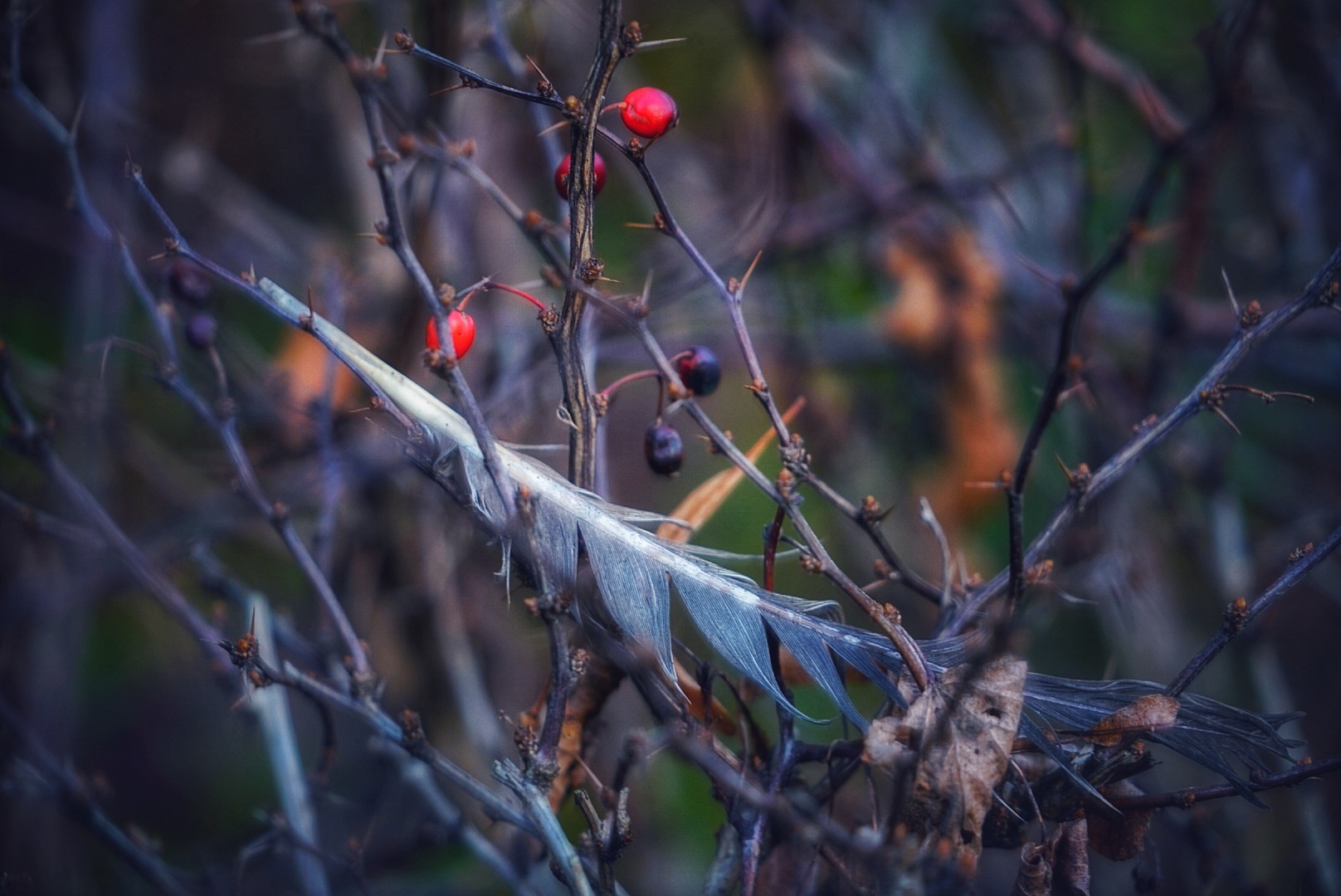 Eine einsame Feder in einer Hecke im Winter