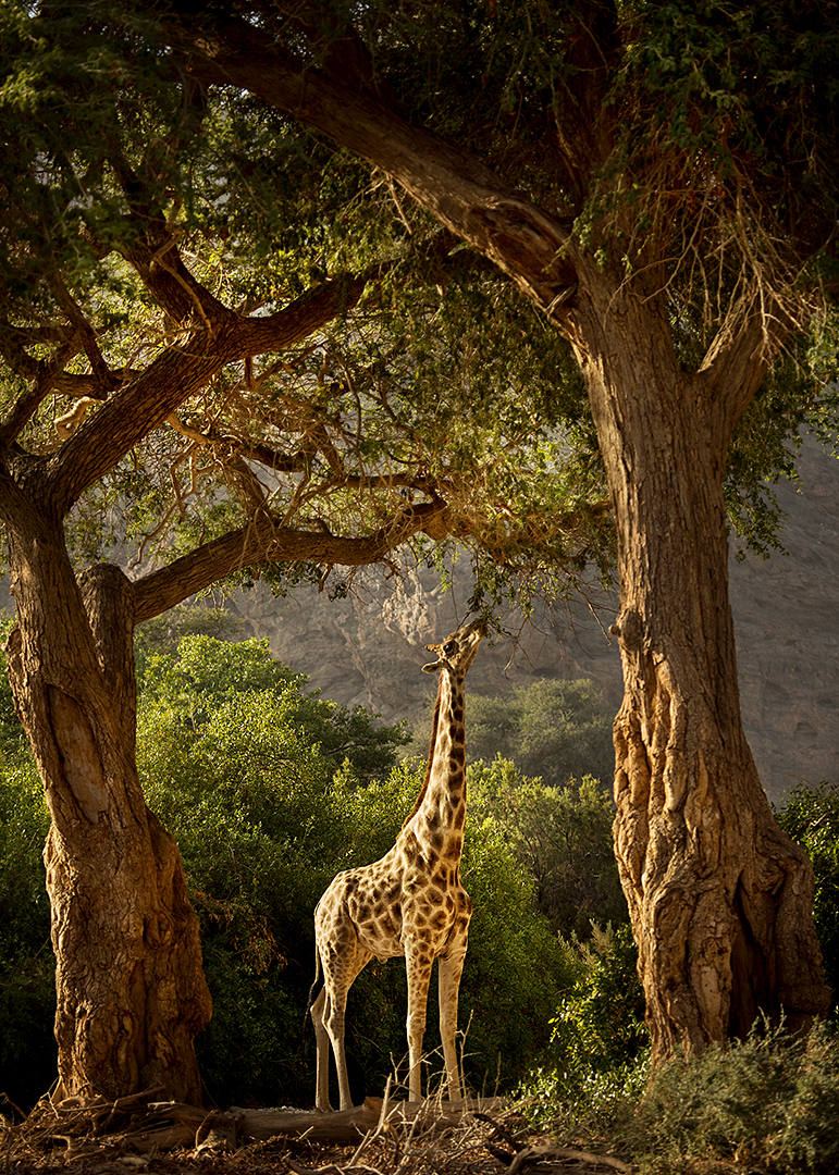 Eine einsame Giraffe