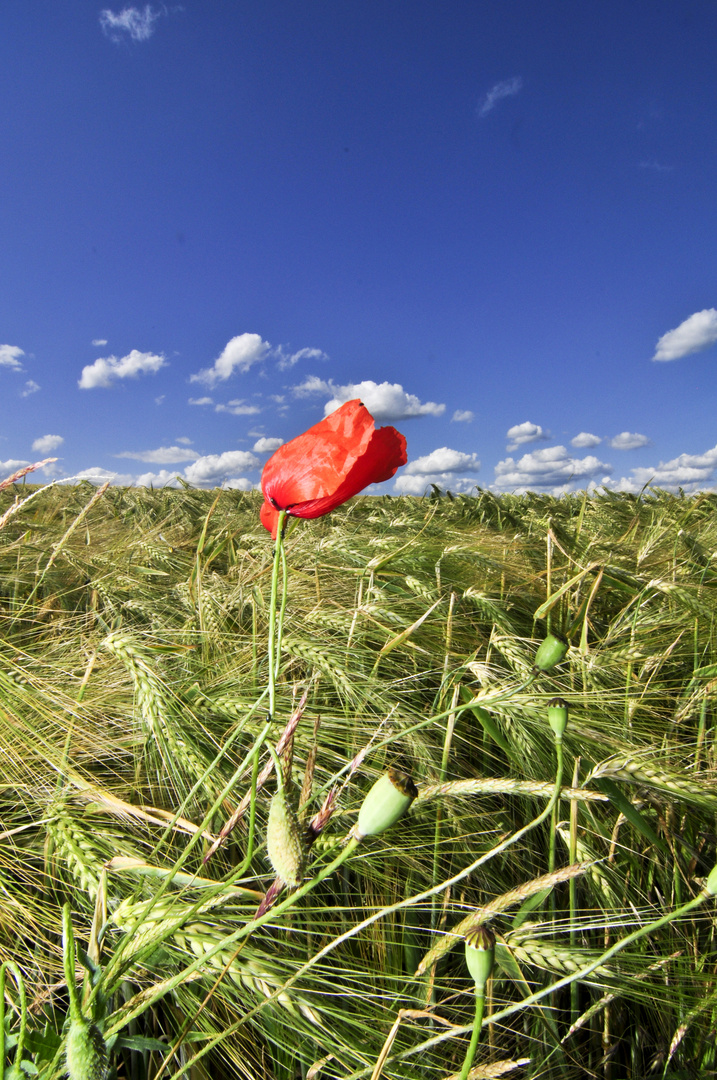 Eine einsame Mohnblüte mitten im Feld