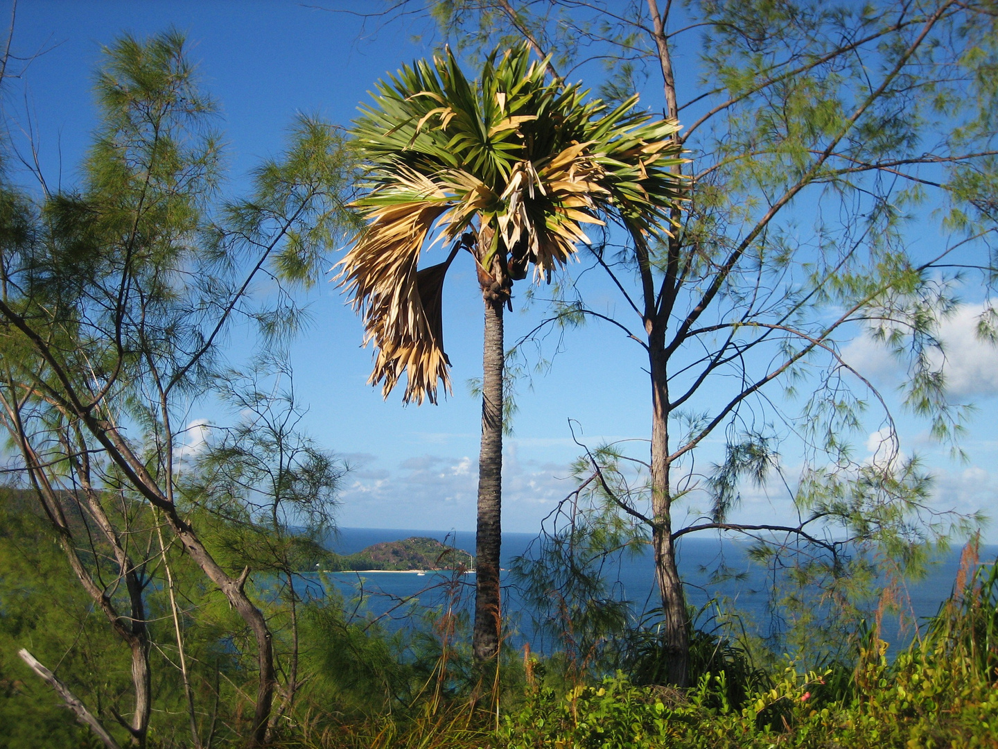 Eine einsame Palme