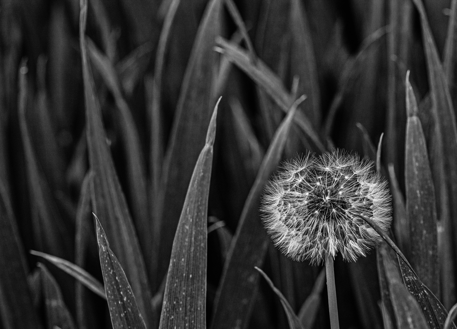 Eine einsame Pusteblume