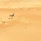 ... eine einsame Sandgazelle in der Wüste von Dubai …