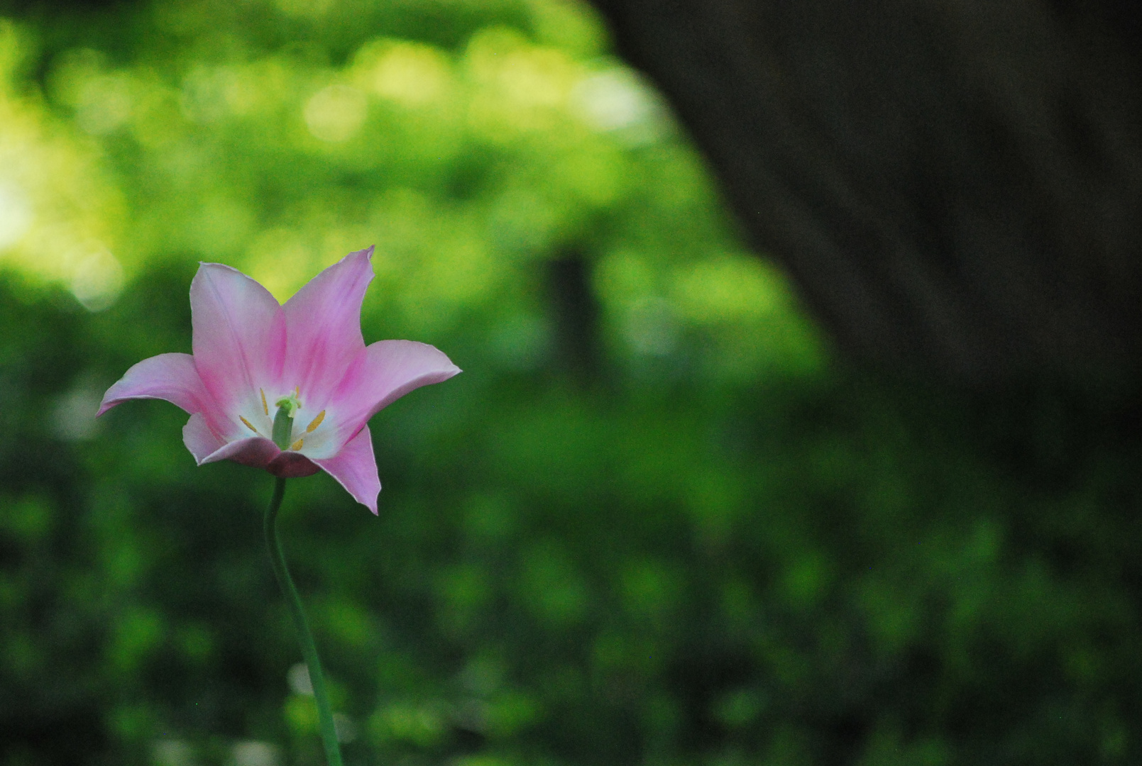 eine einsame Tulpe