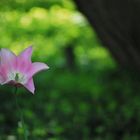 eine einsame Tulpe