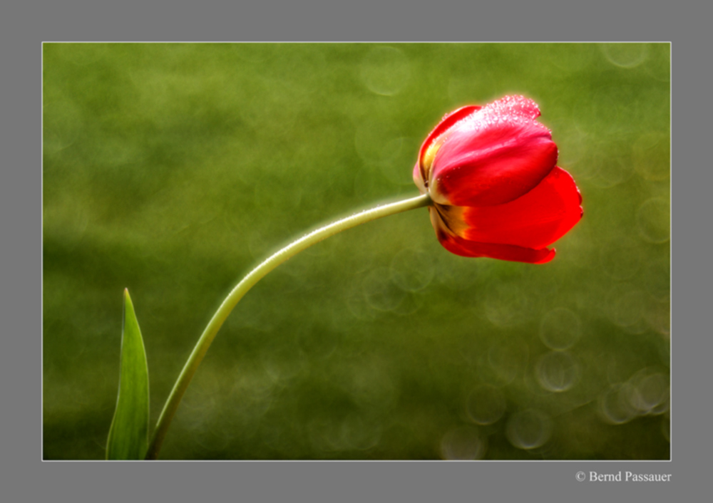 Eine einsame Tulpe