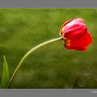 Eine einsame Tulpe