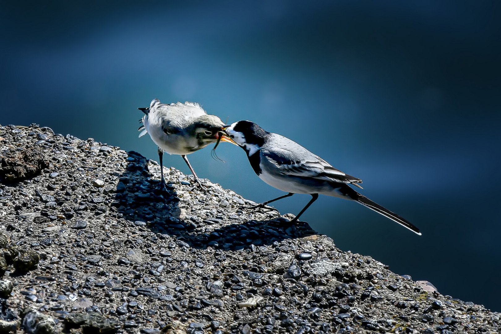 Eine Eintagsfliege