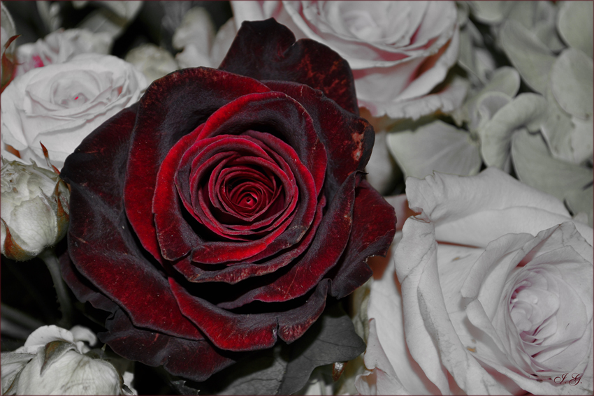 eine einzele rote Rose....