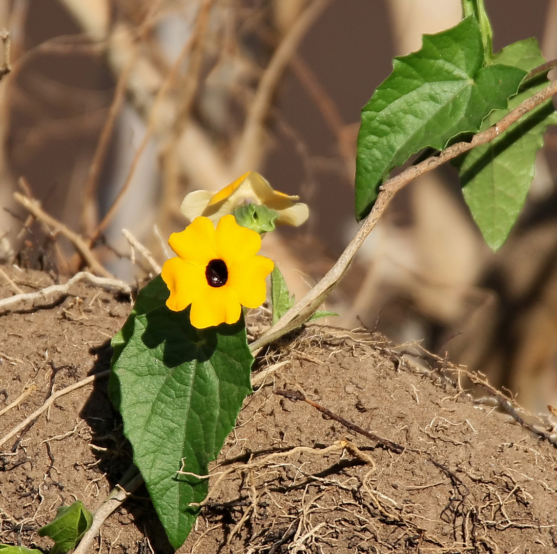 ....eine einzelne Blüte....