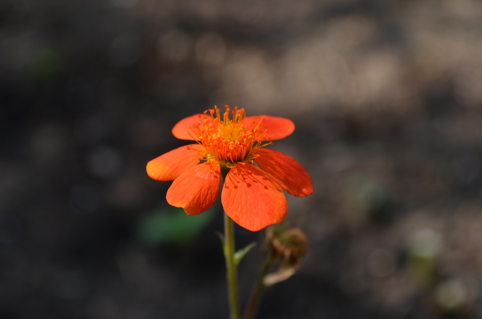 Eine einzelne Blüte