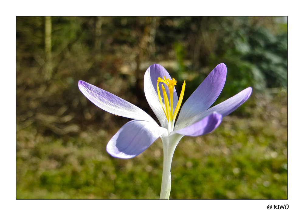 eine einzelne Krokus Blüte...............